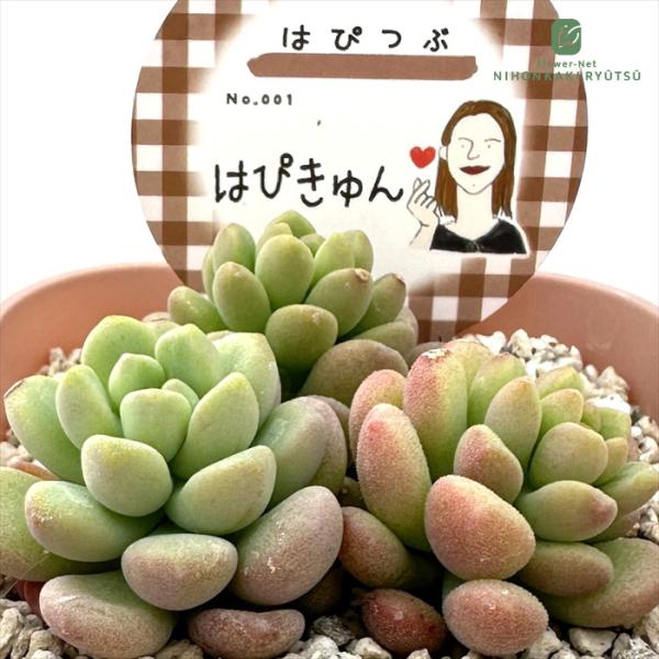 日本花キ流通 多肉植物 hapはぴつぶ No.001 はぴきゅん 多肉植物 は