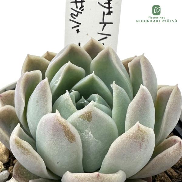 多肉植物 O'sエケベリア デザートハーモニー×ギルバ ブルーサプライズ