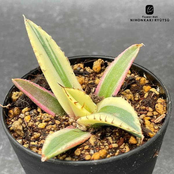 日本花キ流通 多肉植物 caアガベ チタノタ スナグルトゥース 多肉植物