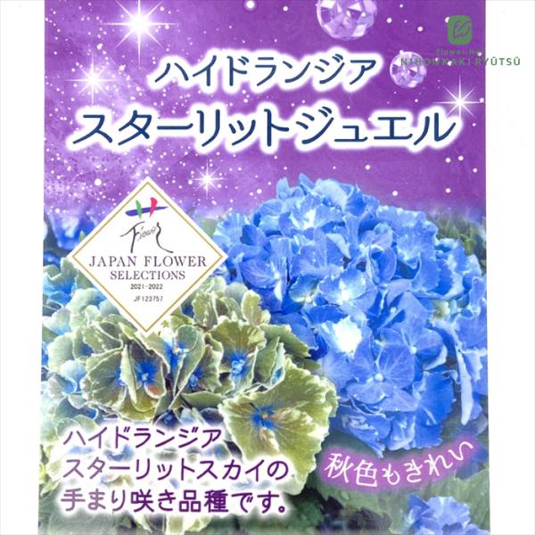 日本花キ流通 アジサイ スターリットジュエル 10.5cm 登録品種