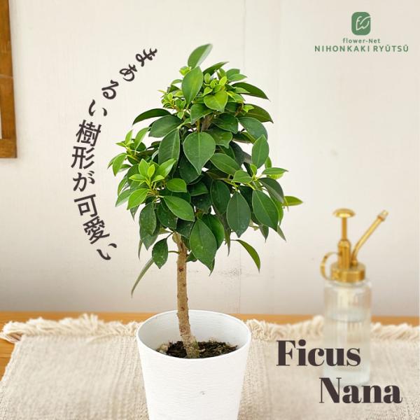 日本花キ流通 観葉植物 フィカス ナナ ゴムの木 4号鉢 送料無料 観葉