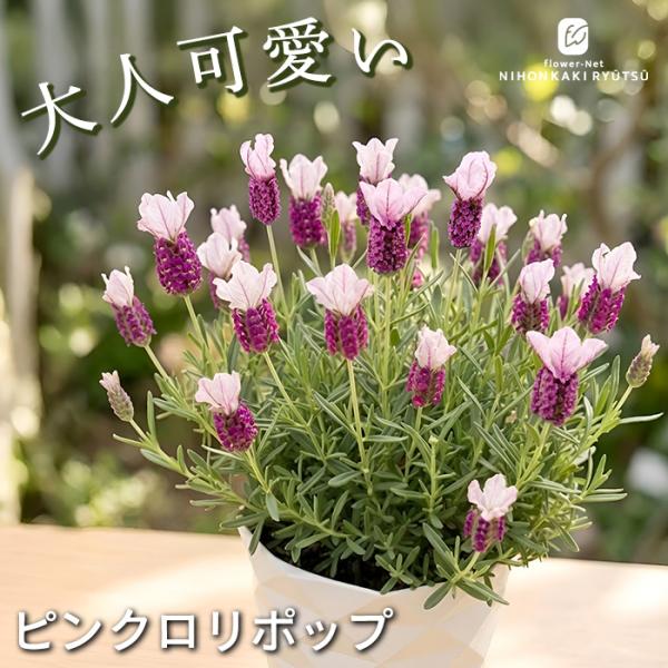 日本花キ流通 予約販売 ラベンダー 苗 ピンクロリポップ 5号鉢