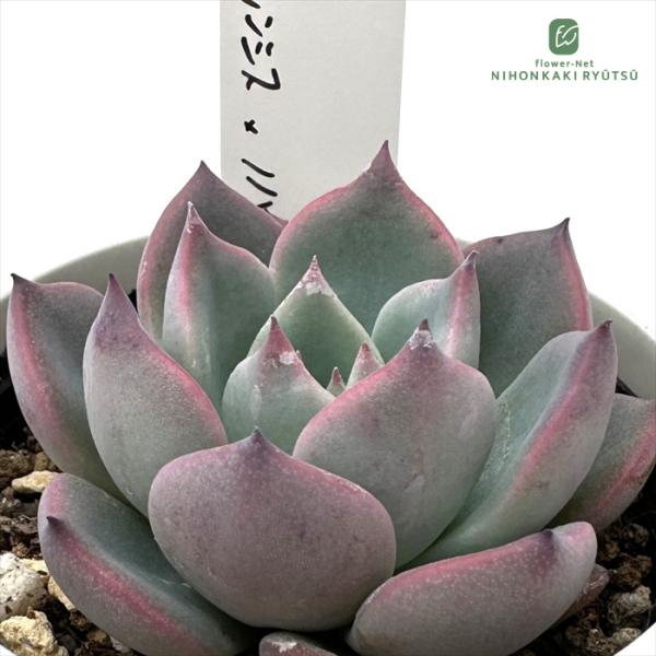 多肉植物 O'sエケベリア Roof×（ラウレンシス×ノバ） O's PLANTS