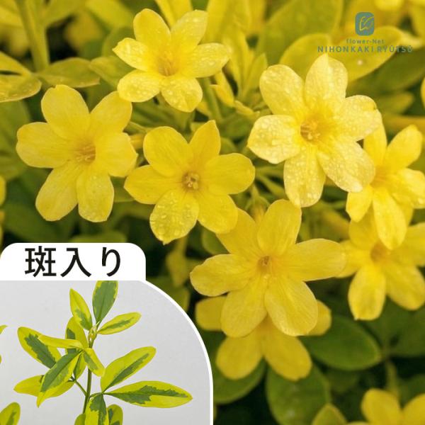 予約販売 プリムローズジャスミン 苗 オーレア バリエガータ 9cmポット 多年草 ガーデニング 花苗  tzk 11月上旬以降発送