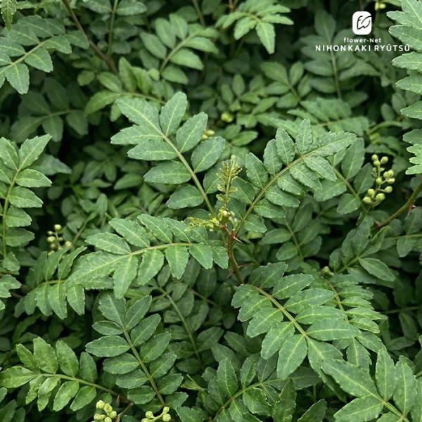 葉山椒 9cmポット 木の芽 さんしょう サンショウ ハーブ 苗木 果樹苗