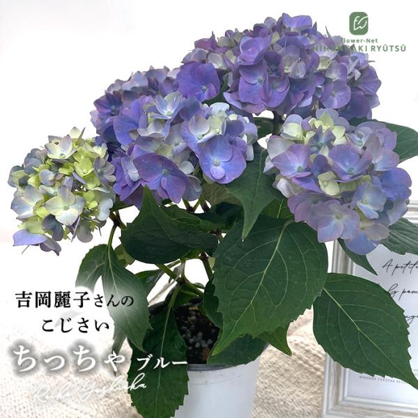 吉岡麗子さんのアジサイ ちっちゃ ブルー 9cmポット こじさい 苗 花苗