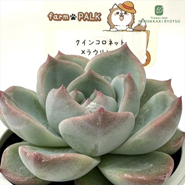 クインコロネット他3点札付きポットごとメルカリ便ファームパルクさん苗 多肉植物 plkエケベリア クインコロネット×ラウリンゼ パルクさん苗