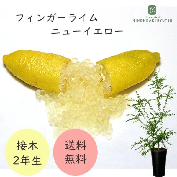 フィンガーライム ニューイエロー 7号鉢 2年生苗 苗木 果樹苗 送料無料