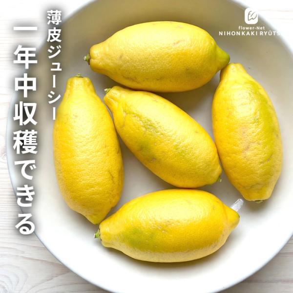 予約販売 果樹苗 柑橘 パキスタンレモン 15cmポット 苗木 庭木 柑橘類 果樹苗 挿木苗 送料無料 hru 11月上旬以降発送