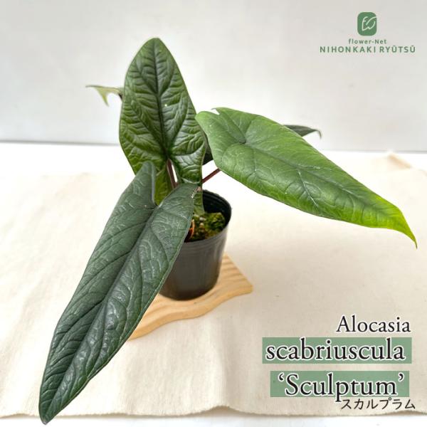 日本花キ流通 観葉植物 アロカシア スカルプラム 3.5号鉢 観葉植物