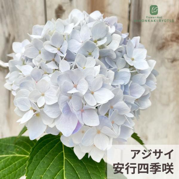flower-net_z260601101