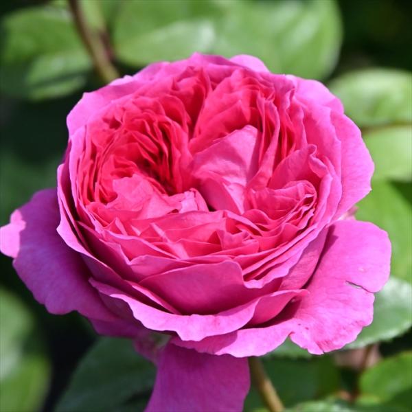 予約販売 バラ 苗 バラ 大苗 デルバール エメトワ 品種登録出願中 四季咲き 薔薇 ばら 送料無料 ピンク hao 12月中旬以降発送