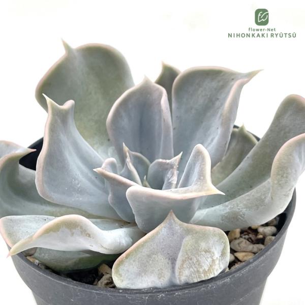 日本花キ流通 多肉植物 skエケベリア スリラーパール 多肉植物