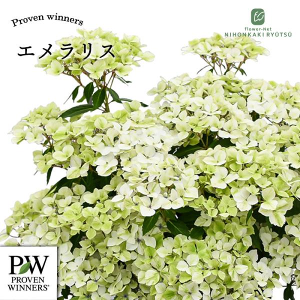 予約販売 アジサイ ラグランジア エメラリス 3.5号鉢 ハイドランジア 苗 花苗 苗木 あじさい 紫陽花 prwa 10月下旬以降発送