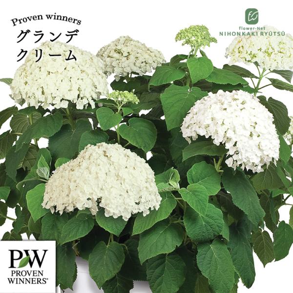 ✤ アナベル グランデクリーム ✤ 挿し穂 3本 ⚘˖* ネコポス発送 ⚘˖* 日本花キ流通 予約販売 アジサイ アナベル グランデ クリーム 11cm
