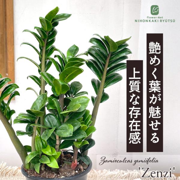 観葉植物 ザミオクルカス ゼンジー 4号鉢 送料無料 観葉植物 苗 室内 贈り物 プレゼント インテリア おしゃれ hni