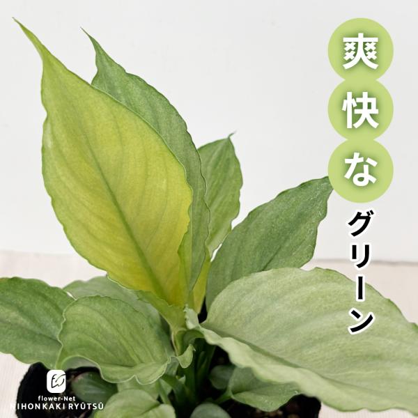 観葉植物 スパティフィラム ミント 10.5cmポット 観葉植物 小型 小さい 室内 贈り物 プレゼント インテリア おしゃれ