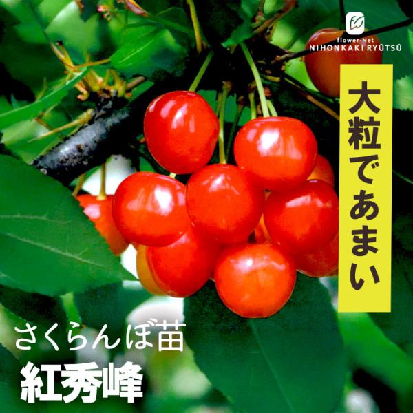 予約販売 さくらんぼ 苗 紅秀峰 13.5cmポット 送料無料 サクランボ 苗木 庭木 果樹苗 接木苗 iba 11月上旬以降発送