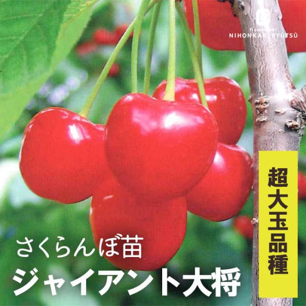 予約販売 さくらんぼ 苗 ジャイアント大将 13.5cmポット 送料無料 サクランボ 苗木 庭木 果樹苗 接木苗 iba 11月上旬以降発送