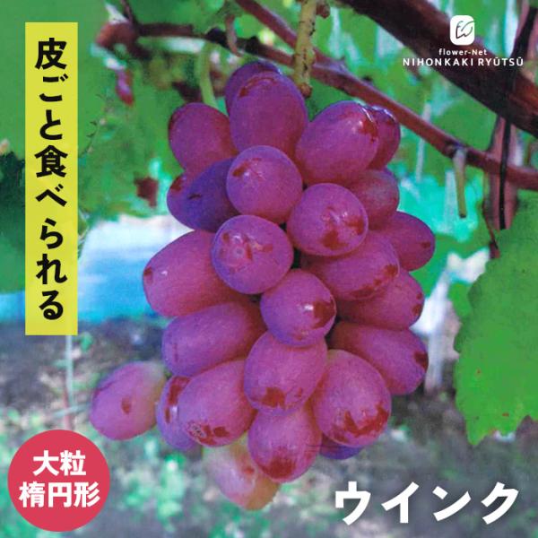 予約販売 ぶどう 苗 ウインク 13.5cmポット 送料無料 葡萄 ブドウ 果樹苗 苗木 果物 大粒 iba 11月上旬以降発送
