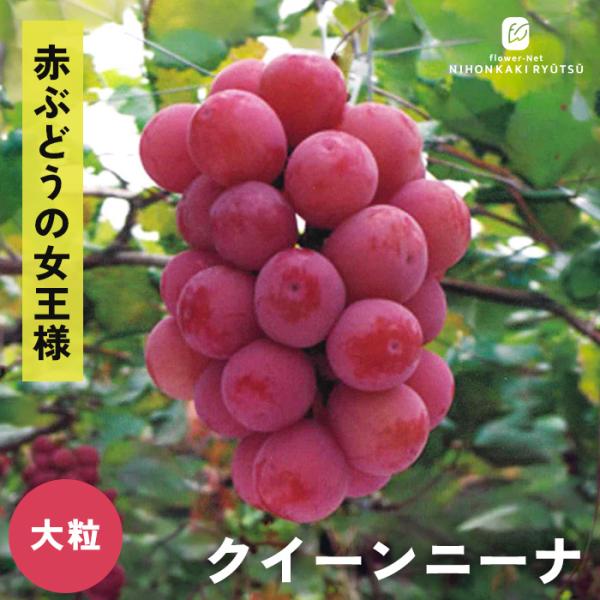 予約販売 ぶどう 苗 クイーンニーナ 13.5cmポット 送料無料 葡萄 ブドウ 果樹苗 苗木 果物 大粒 登録品種 iba 11月上旬以降発送