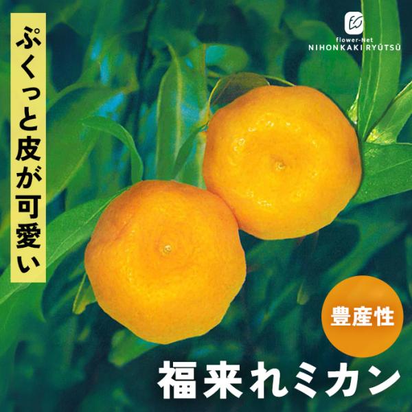 日本花キ流通 予約販売 みかん 苗 福来れみかん 13.5cmポット 送料無料