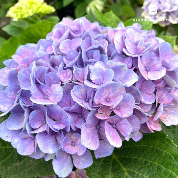 予約販売 アジサイ シーアン 9〜10.5cmポット ハイドランジア 苗 花苗 苗木 あじさい 紫陽花 kbt 10月下旬以降発送