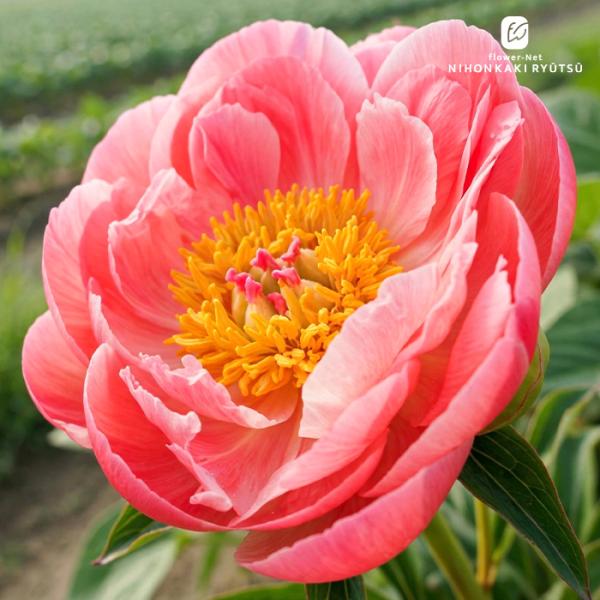 予約販売 芍薬 コーラルチャーム 12cmポット 変わり咲き シャクヤク しゃくやく 花苗 nkz 11月下旬以降発送