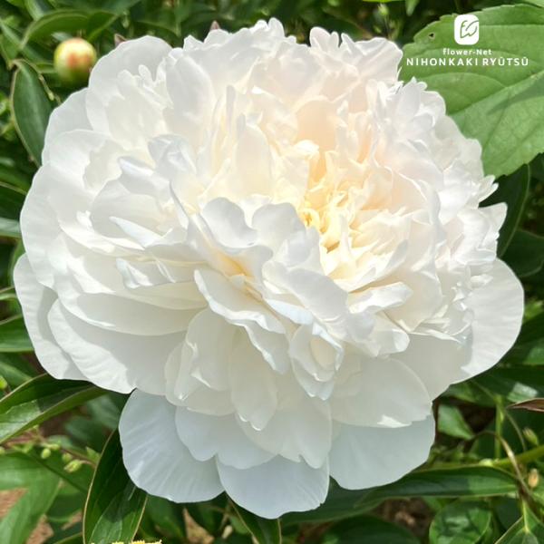 予約販売 芍薬 マダムクラウド 12cmポット 白妙 変わり咲き シャクヤク しゃくやく 花苗 nkz 11月下旬以降発送