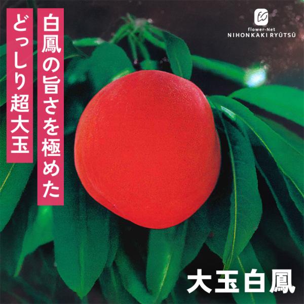 予約販売 桃 苗 大玉白鳳 13.5cmポット 送料無料 苗木 庭木 桃苗 果樹苗 接木苗 iba 11月上旬以降発送