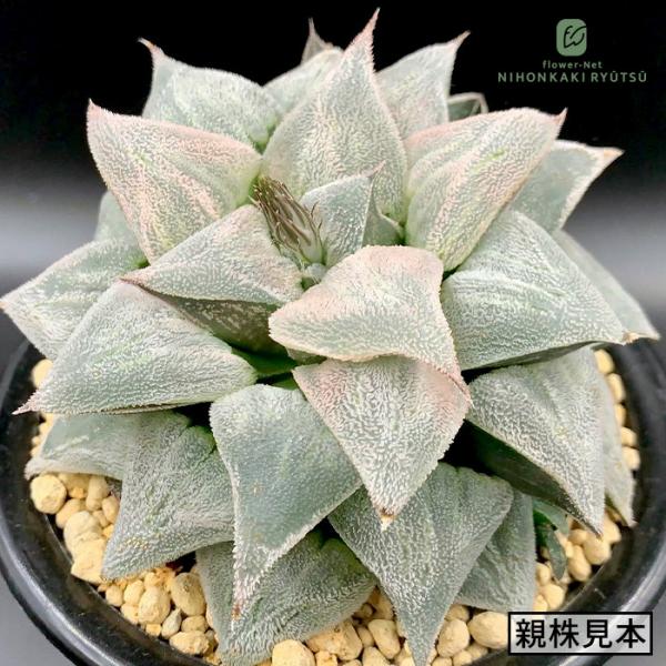 多肉植物 pnwハオルチア 桜氷 多肉植物 Plant’s Work プランツワークさん苗 命名株 送料無料 ハオルチア 7.5cmポット