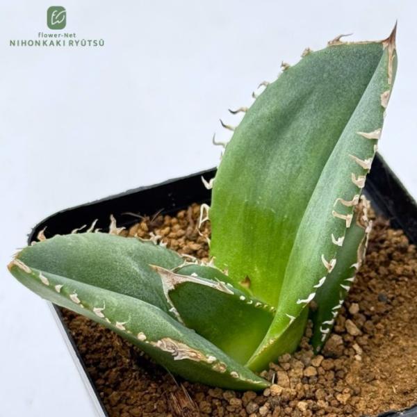 多肉植物 caアガベ チタノタ シユウ 蚩尤 多肉植物 アガベ コーデックス 3号鉢