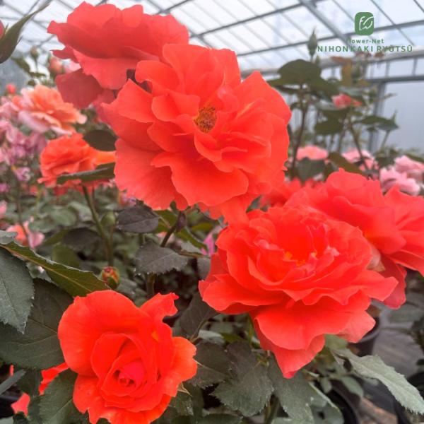 予約販売 バラ苗 バラ大苗 京阪園芸 朱夏 （しゅか） 四季咲き 薔薇 ばら 送料無料 赤 オレンジ kho 2月下旬以降発送