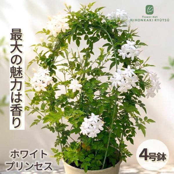 ジャスミン 苗 ホワイトプリンセス 4号鉢 モクセイ ソケイ つる性 ガーデニング ハーブ苗 Herb