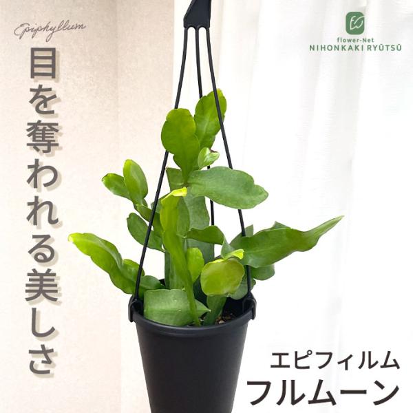 観葉植物 エピフィルムプミラム フルムーン 5号 吊り鉢 吊り下げ ハンギング 満月美人 マンゲツビジン 姫月下美人 観葉植物 室内 贈り物 プレゼント インテリア