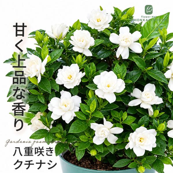 八重咲きクチナシ 4号ポット クチナシ 三大香木 苗木 庭木 花木