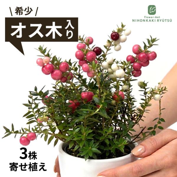 ペルネティア 真珠の木 3株寄せ植え 10.5cmポット シンジュノキ 実付き オス木入り メス木 苗木 庭木 花木