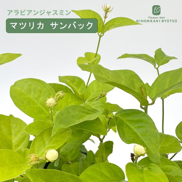 アラビアンジャスミン マツリカ サンバック 苗 9cmポット マツリカ 茉莉花 ハーブ苗 Herb