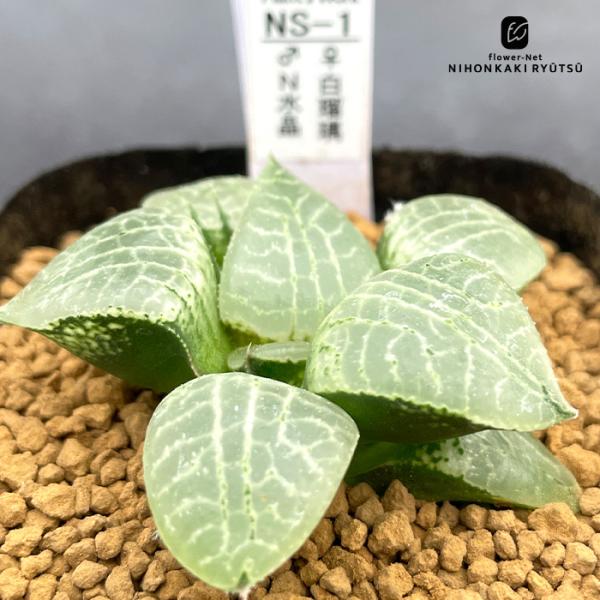 多肉植物 pnwハオルチア 白瑠璃 × N水晶 多肉植物 Plant’s Work プランツワークさん苗 ハオルチア 7.5cmポット