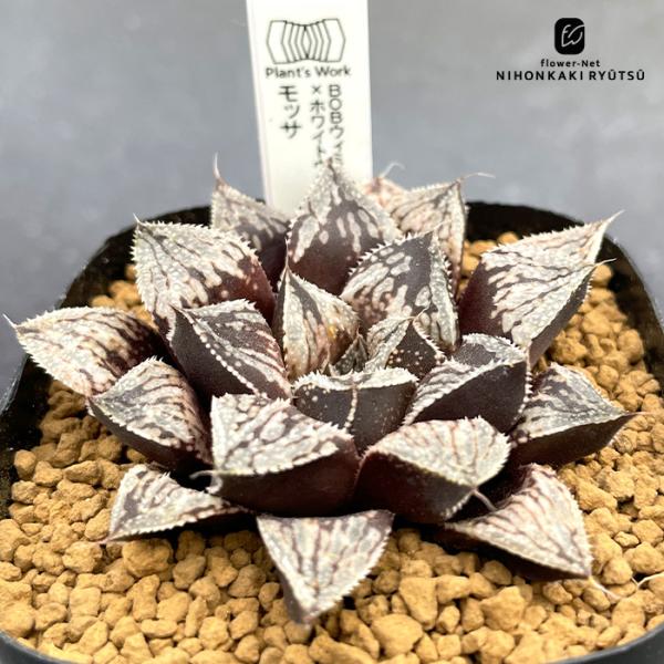 多肉植物 pnwハオルチア （BOBウィミー「BM-1」×ホワイトウルフ) ×モッサ 多肉植物 Plant’s Work プランツワークさん苗 ハオルチア 7.5cmポット