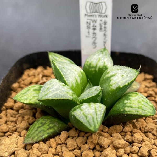多肉植物 pnwハオルチア ムチカウルフ「NS-3」×ピエロ Wムチウルフ「NS-1」 多肉植物 Plant’s Work プランツワークさん苗 ハオルチア 7.5cmポット