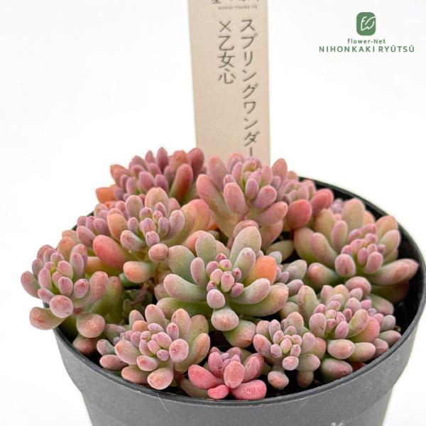 多肉植物 hstセダム スプリングワンダー×乙女心 多肉植物 星つぶやさん苗 セダム 7.5cmポット
