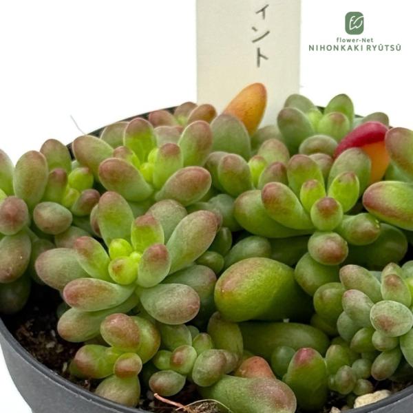多肉植物 hstセダム ルビーティント 多肉植物 星つぶやさん苗 セダム 7.5cmポット