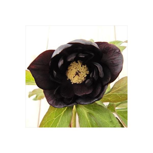 クリスマスローズ ダブル ピアノブラック 0121 16 現品販売 松浦園芸 5号鉢 開花株