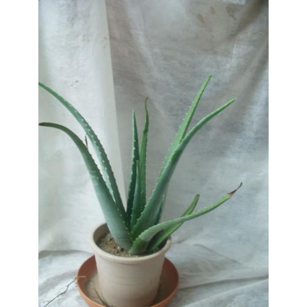 アロエベラ 多肉植物 ５号鉢 観葉植物 Buyee Buyee บร การต วกลางจากญ ป น ซ อจากประเทศญ ป น