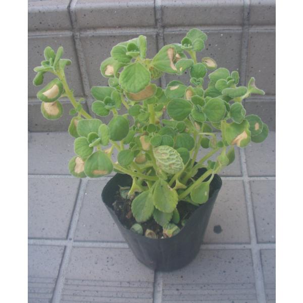 アロマティカス ハーブ ポット苗 送料値引きあり 訳あり品 Buyee Buyee Japanese Proxy Service Buy From Japan Bot Online