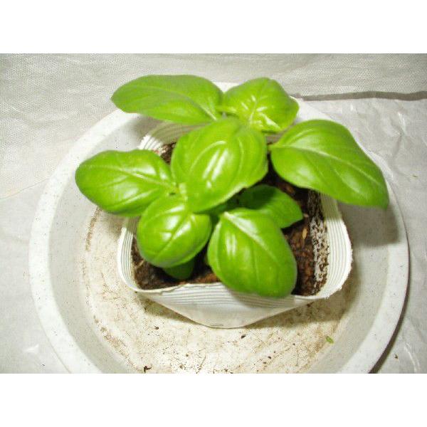 バジル品 バジル ハーブ 野菜苗 スイートバジル 送料値下げあり : フラワー