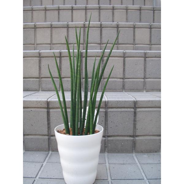 サンセベリア バキュラリス 観葉植物 トラノオ 4号鉢 Buyee Buyee 提供一站式最全面最專業現地yahoo Japan拍賣代bid代拍代購服務 Bot Online