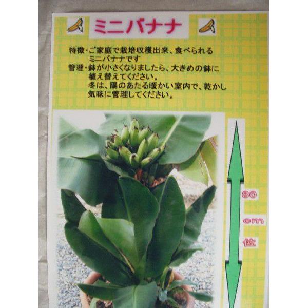 ミニバナナ 苗木 鉢植え 果樹 5号鉢 送料値引きあり Buyee 日本代购平台 产品购物网站大全 Buyee一站式代购 Bot Online