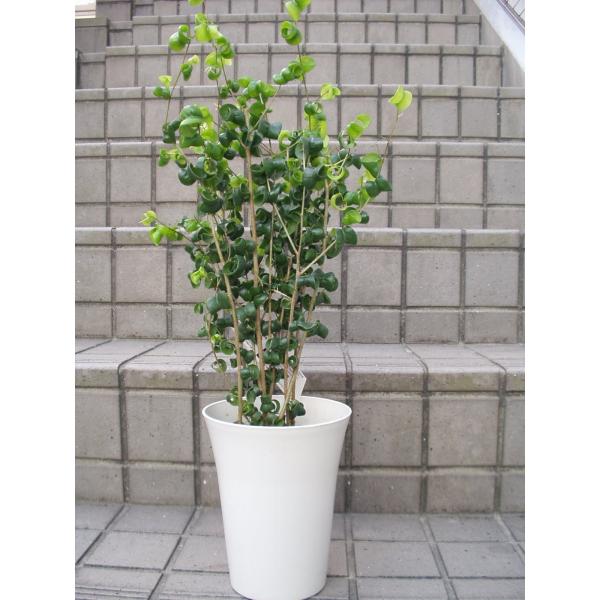 フィカス ベンジャミン バロック 5号鉢 送料値引きあり Buyee Buyee 日本の通販商品 オークションの代理入札 代理購入